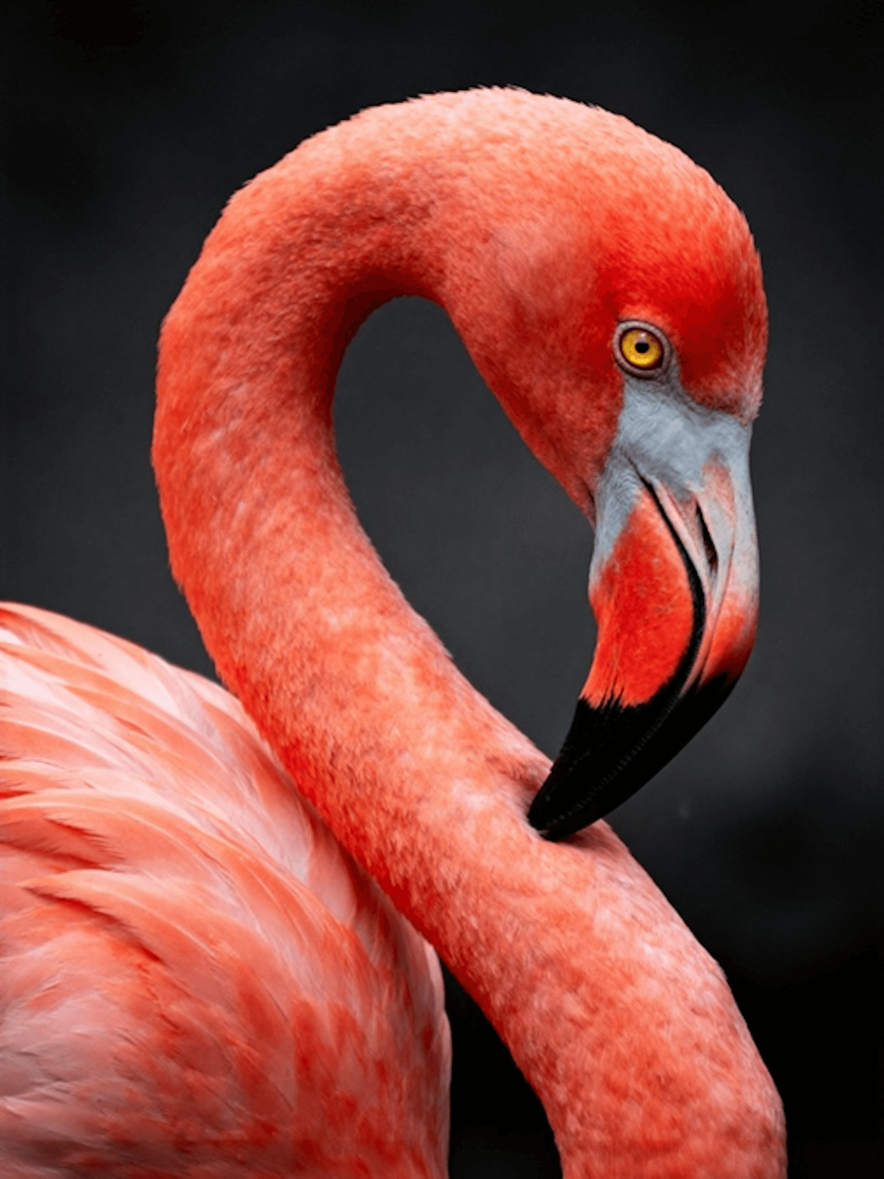 Coral feathers